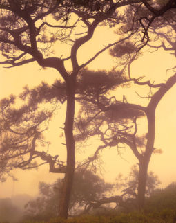 Sun through Fog, Torrey Pines (2012) Sun Through Fog
