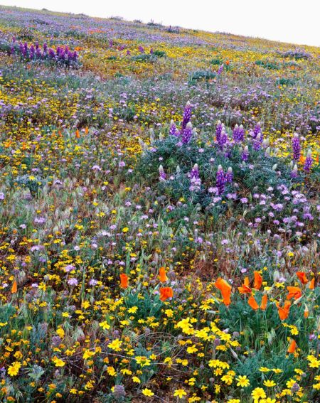 Wildflowers, Tehachapis