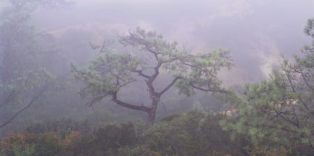 Torrey Pine, Fog