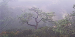 Torrey Pine and Fog (2011) Torrey Pine, Fog