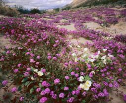 Verbena and Evening Primrose (1998) Verbena