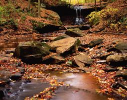 Woodland Stream in Fall (2006) Woodland Stream
