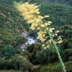 Yucca Blossom above the Kaweah River (2001) Yucca Blossom