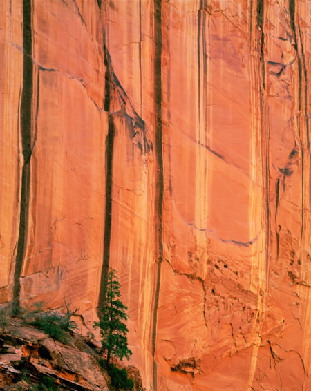 Pine, Canyon Wall