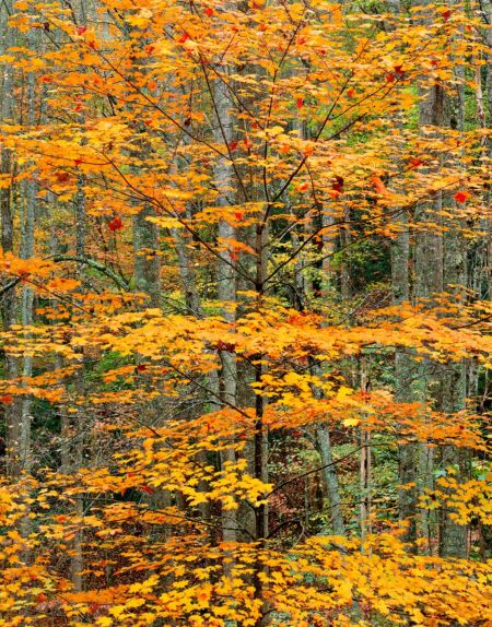 Smoky Mountain Maple