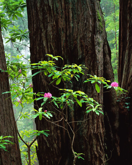 Rhododendron, Redwoods