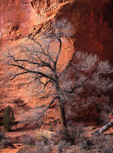 Cottonwood, Canyon Wall