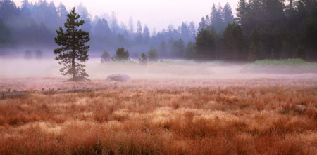 Daybreak, Meadow