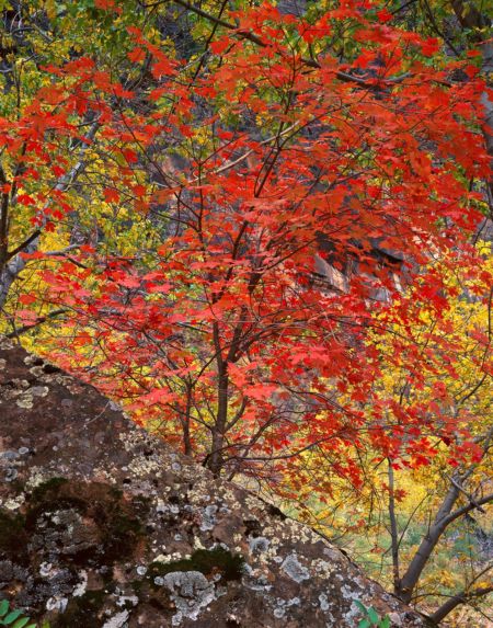 Rock, Red Maple